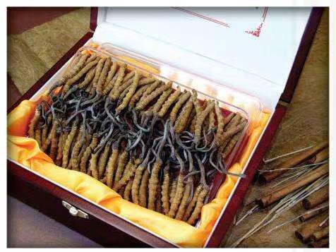 吉木乃冬虫夏草回收